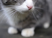 雷火电竞-马赛式绞杀唯一性，当极致的战术克制遇上大场面先生，贝蒂斯成了最好的注脚