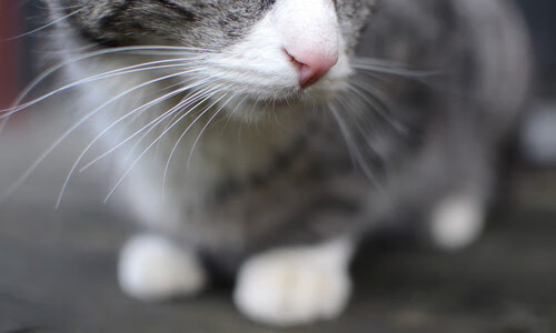 马赛式绞杀唯一性，当极致的战术克制遇上大场面先生，贝蒂斯成了最好的注脚