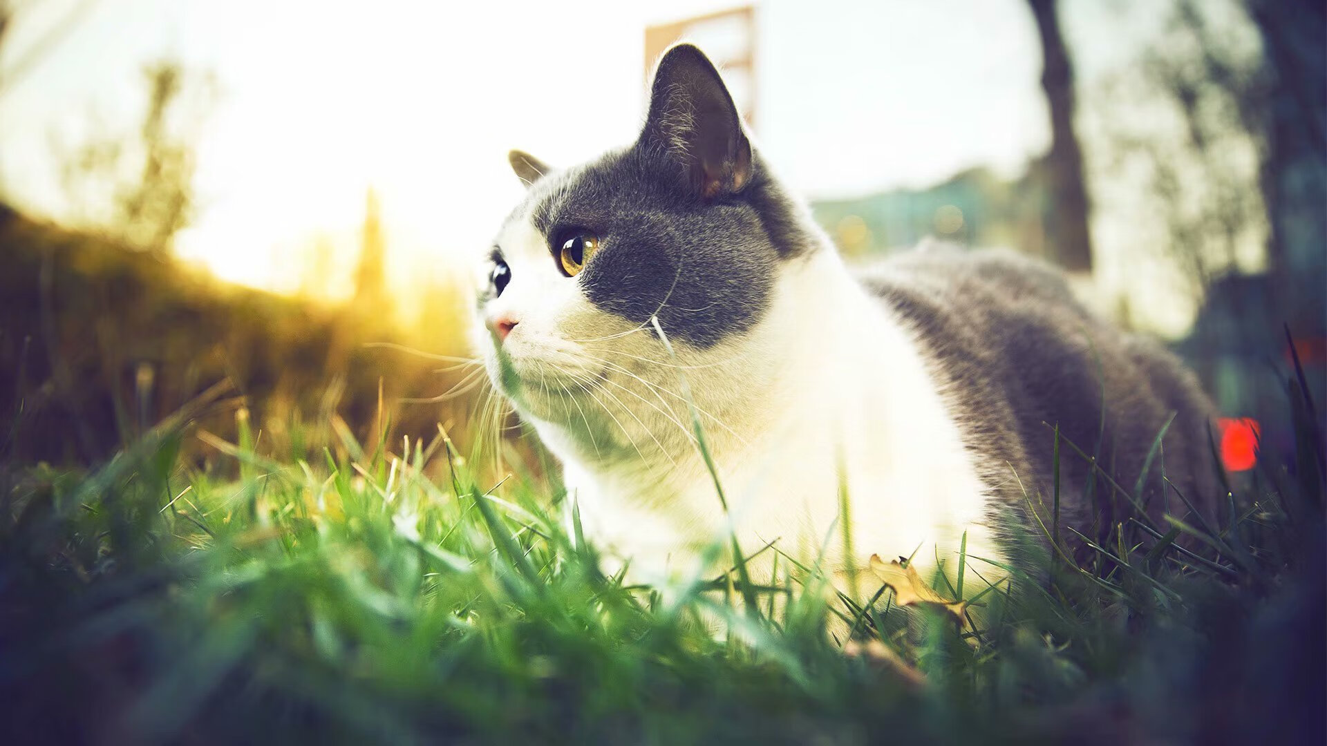 拉文三节39分定乾坤,凯尔特人单节屠杀线终结雄鹿